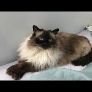 Meet your Posher, Peter